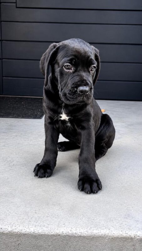 cane corso for sale