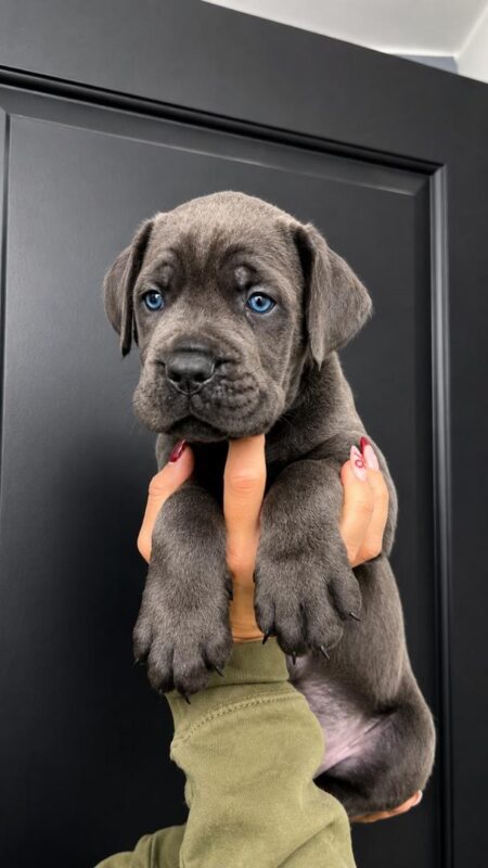 cane corso puppy