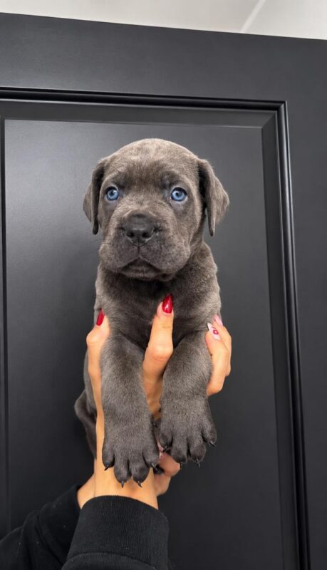 cane corso puppies for sale