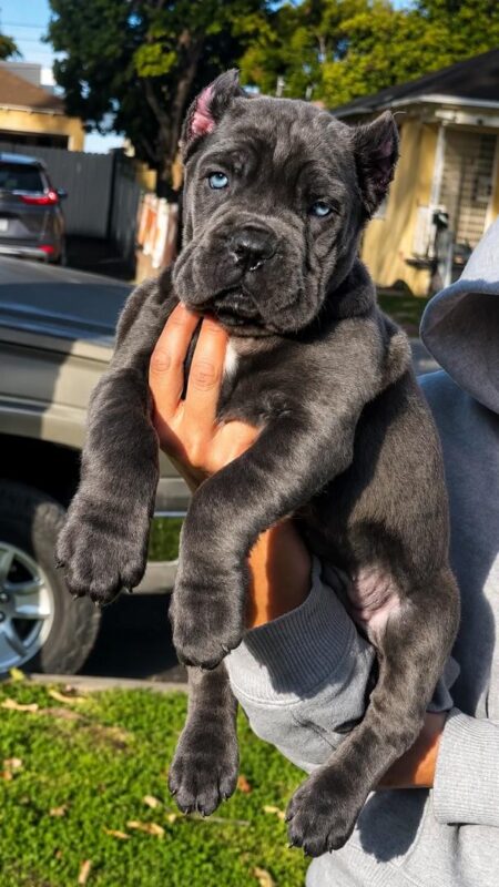 cane corso for sale