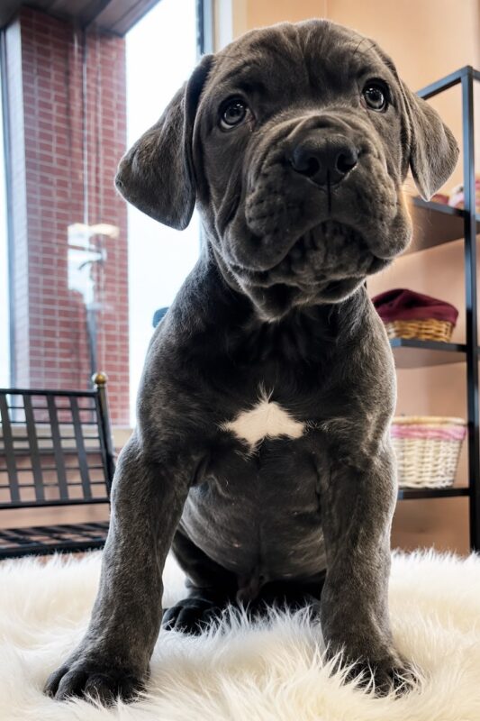cane corso puppy for rehome