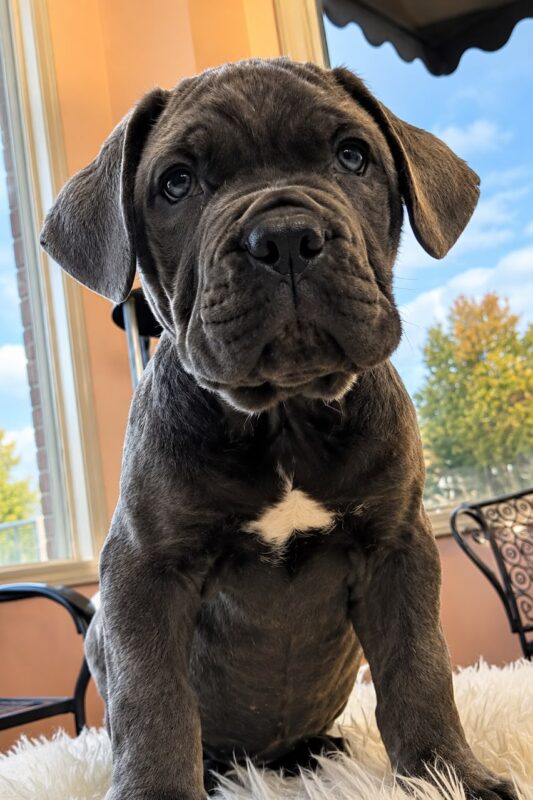 cane corso for sale online