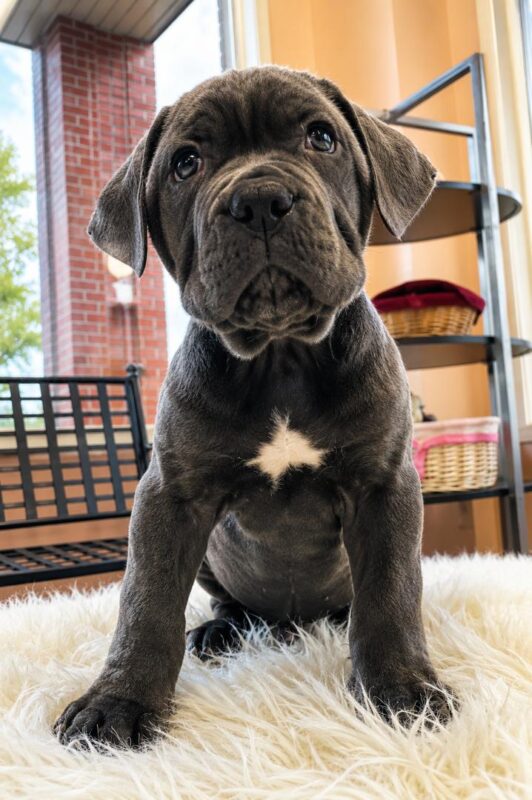cane corso